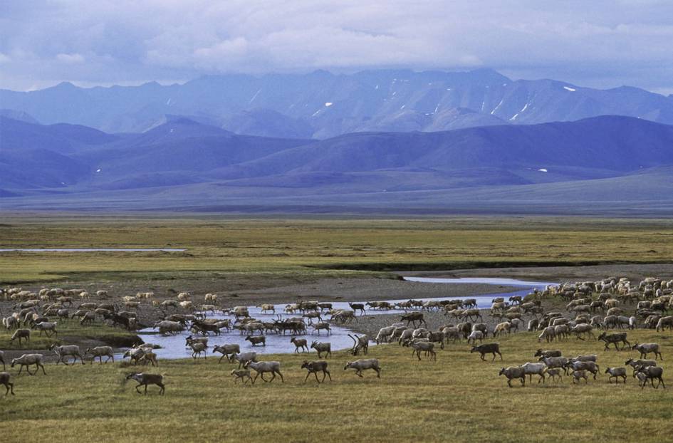 AQSH Alyaskadagi qo‘riqxonada neft va gaz qazib olishga ruxsat berdi
